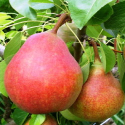 Par Williams rosu, pom...