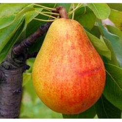 Par Favorita lui Clapp, pom...