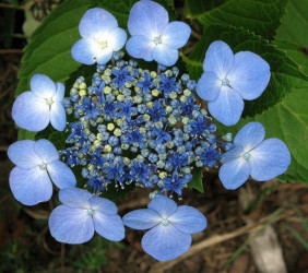 Hortensia Blue Wave, plantă...