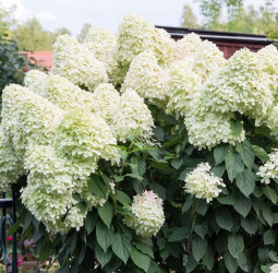 Hortensia Unique, plantă...