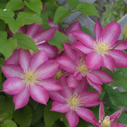 Clematis Asao, plantă...