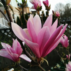 Magnolia Susan, arbust...