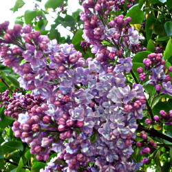 Liliac Professor Hoser,...