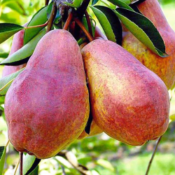 Par Williams rosu, pom...