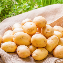 Cartofi albi pentru...