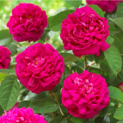 Rose de Rescht, butasi de...