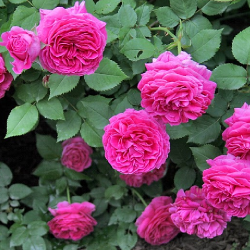 Rixi, butas de trandafir...