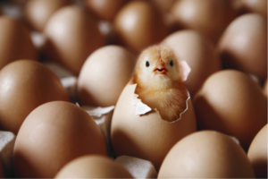 Ce trebuie să ştiți despre incubație? – Agroland