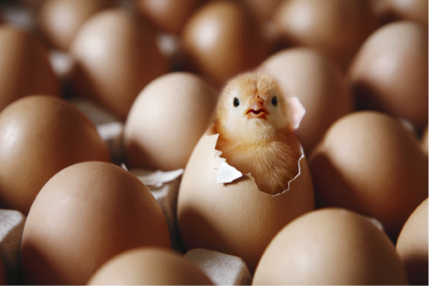 Incubația unui ou