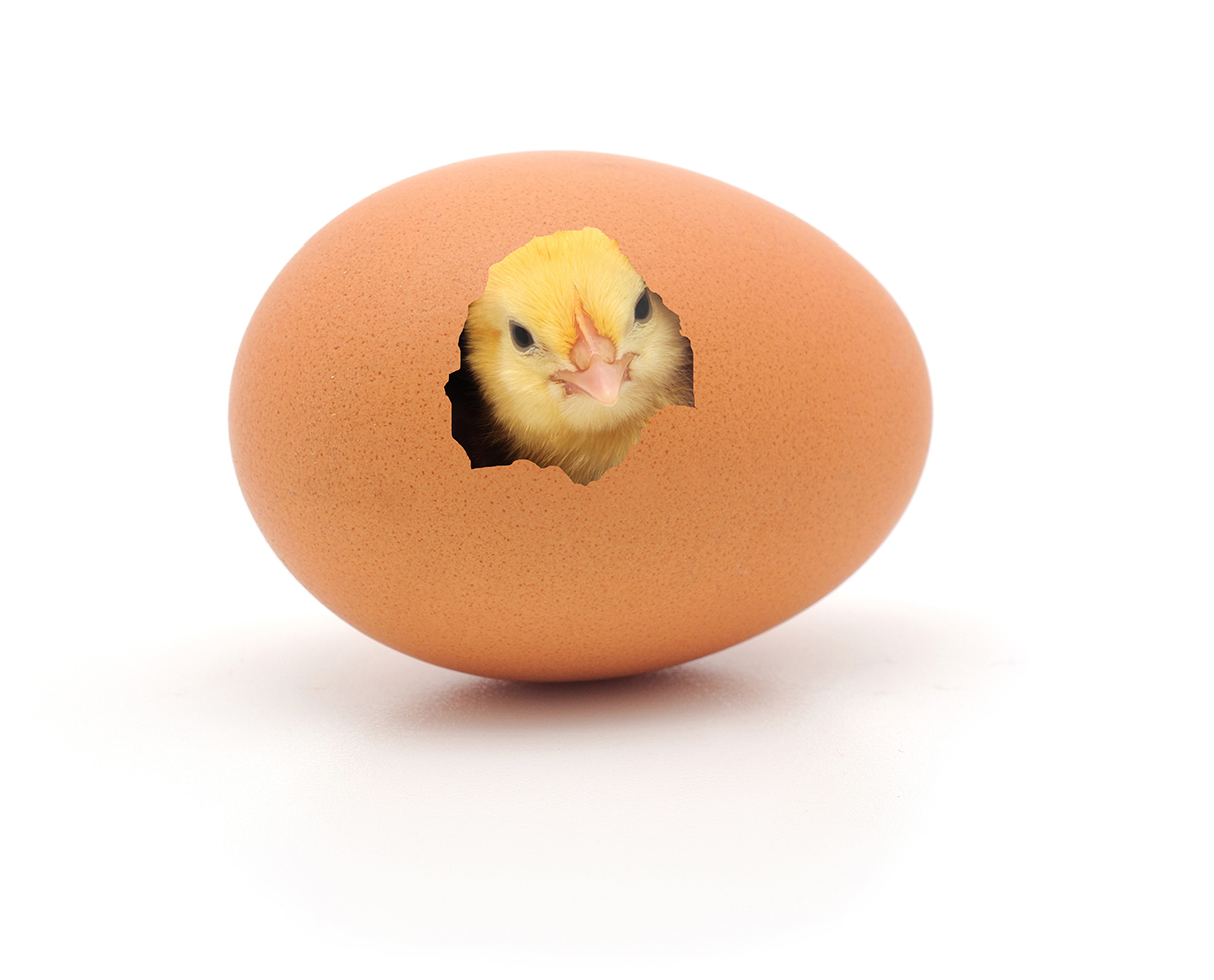 Incubație ou de găină