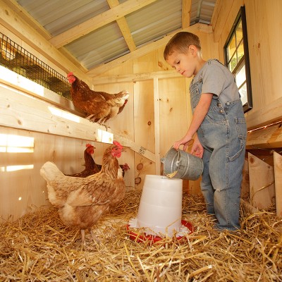 Pare o joacă de copii, dar dezinfectarea adăpostului este esențială pentru găini sănătoase