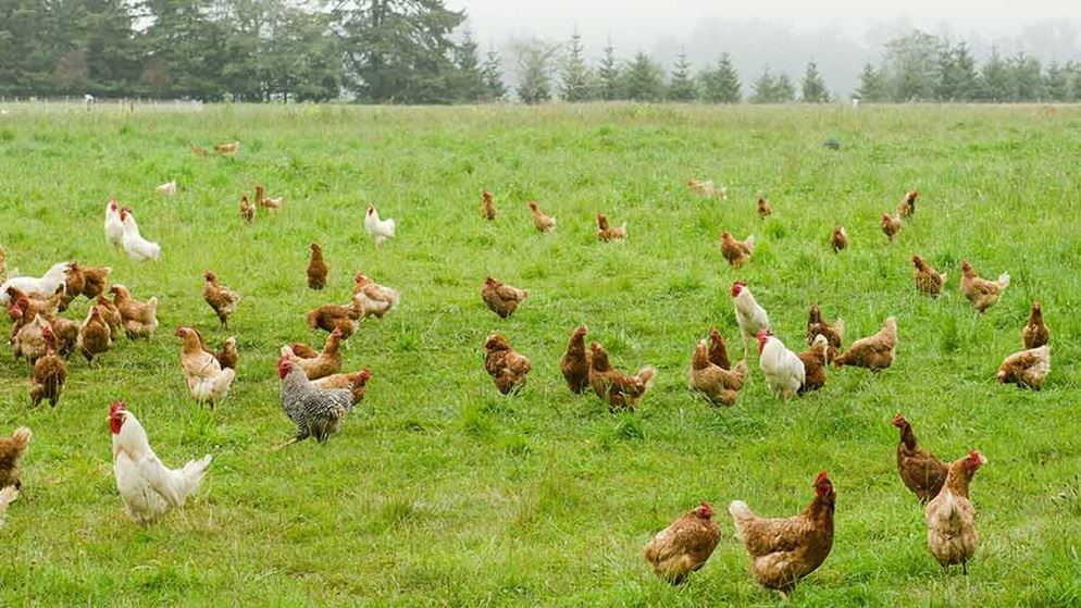 Primitive district Independence 3 boli comune ale găinilor: bronșita, sinuzita și varicela – Agroland