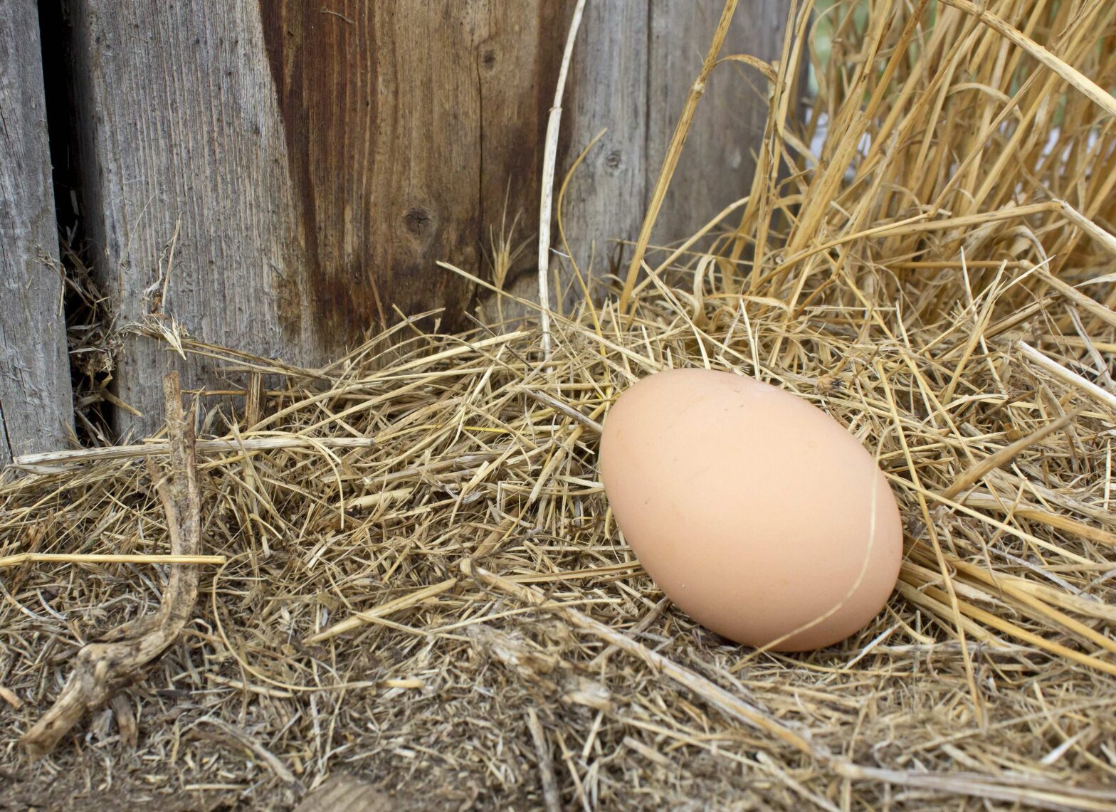 Găinile s-au oprit din ouat