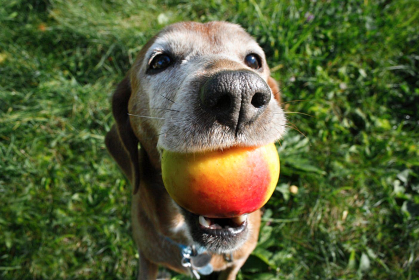 Câine care plimbă un măr în gură
