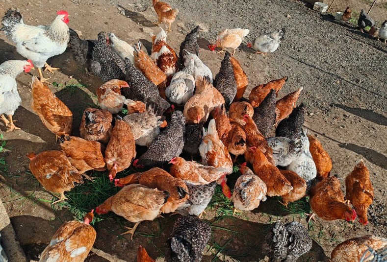 Grit sau spărtură de scoici în alimentația păsărilor