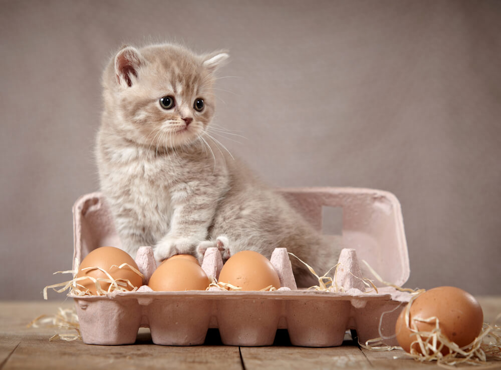 Pisicile pot mânca ouă