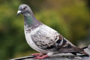 Informații generale despre porumbei – Agroland