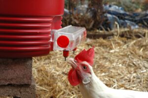 Este importantă apa pentru găini și iarna? – Agroland