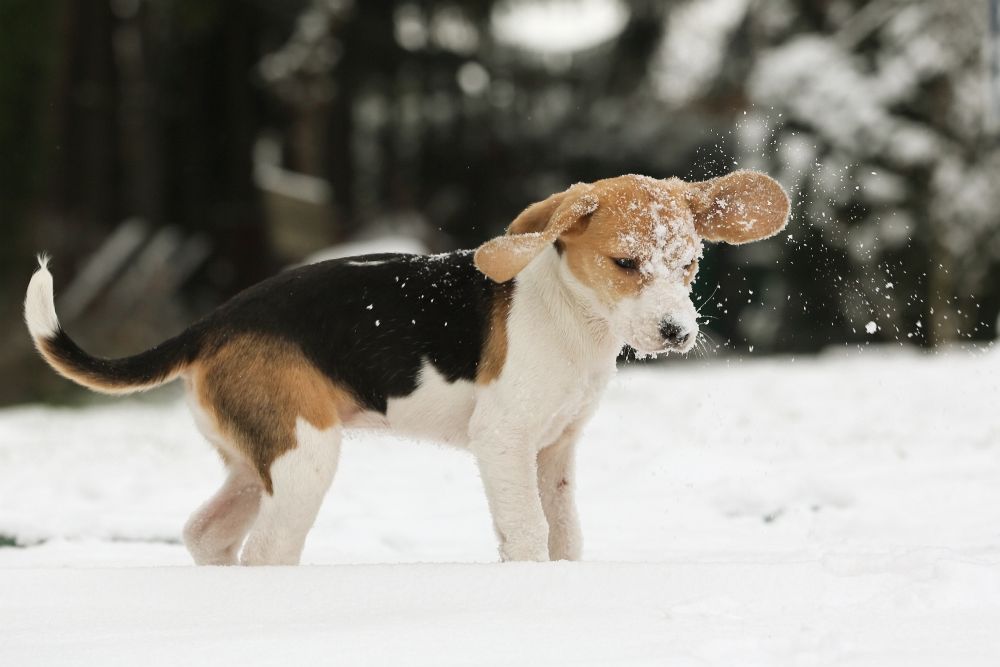 Câine în zăpadă