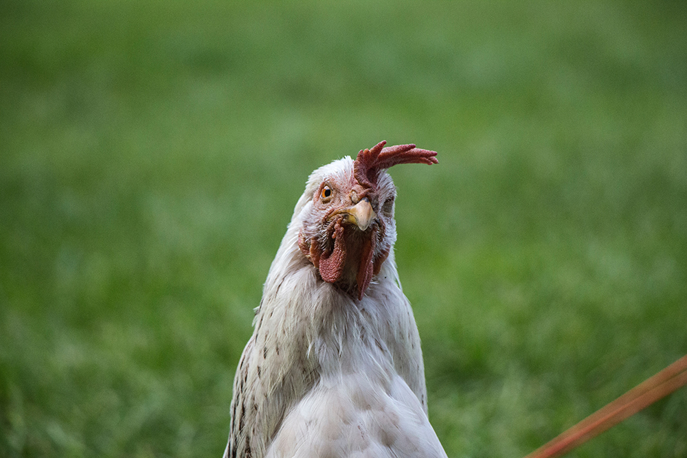 security glance Abolished Controlați găinile de la creastă la picioare (1) – Agroland