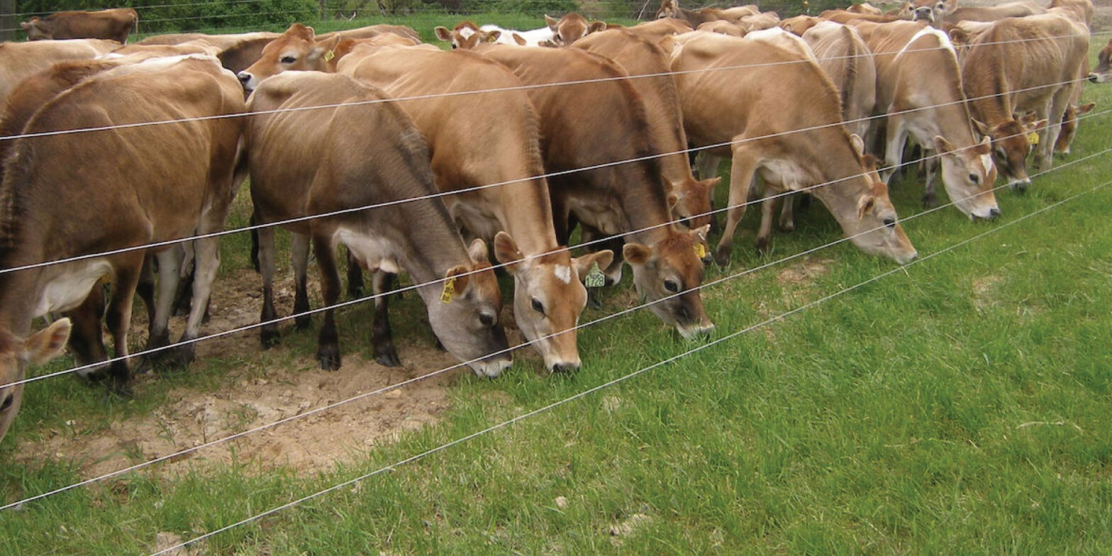 коровы пастух электропастух. электропастух агри 500. электропастух для крс. ограждение для крс электропастух. электрон пастух.