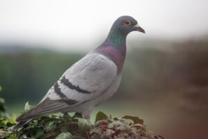 Cum îngrijim puii de porumbel – Agroland