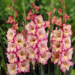 Plantarea și îngrijirea corectă a bulbilor de gladiole – Agroland