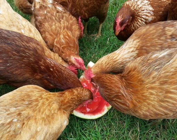 hrănește găinile cu fructe vara