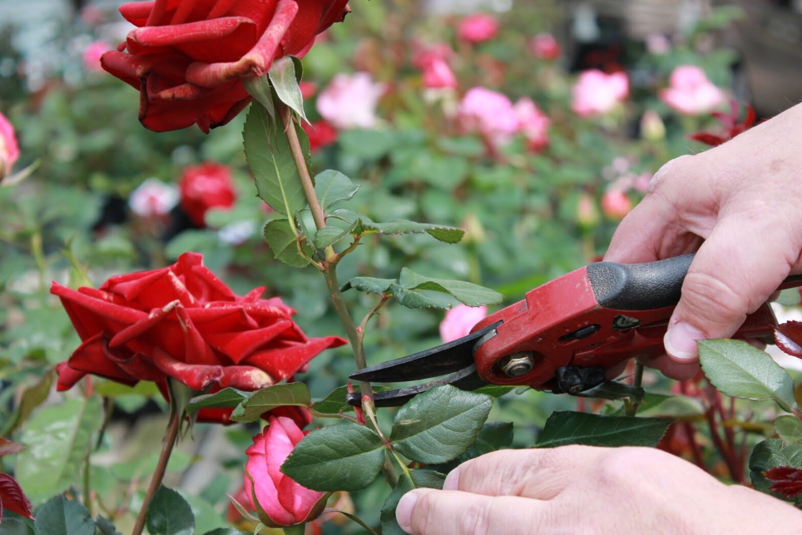 Hectares arm Dingy Tăierea și curățarea trandafirilor teahibrizi – Agroland