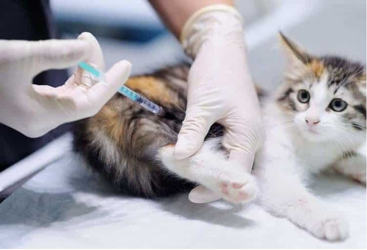 Schema de vaccinare obligatorie pentru pisici