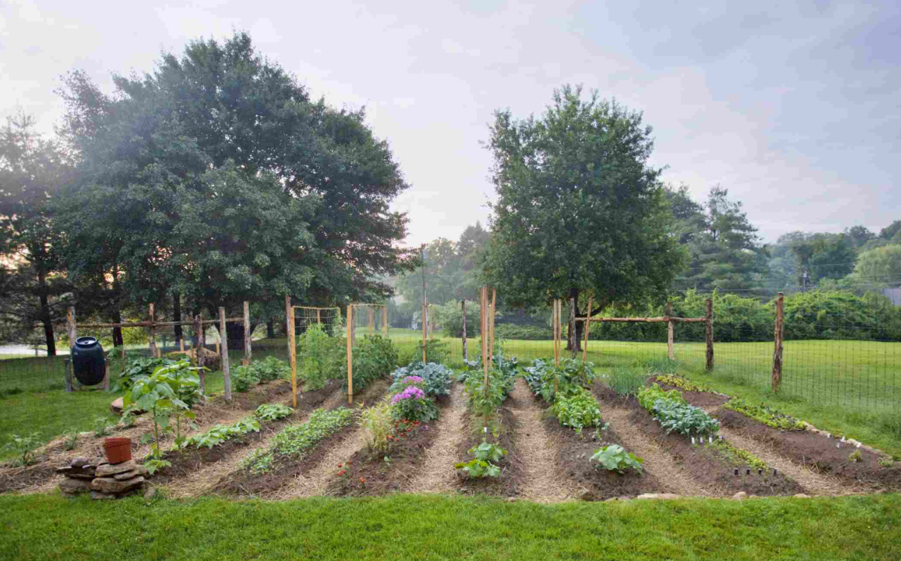 Grădina de legume