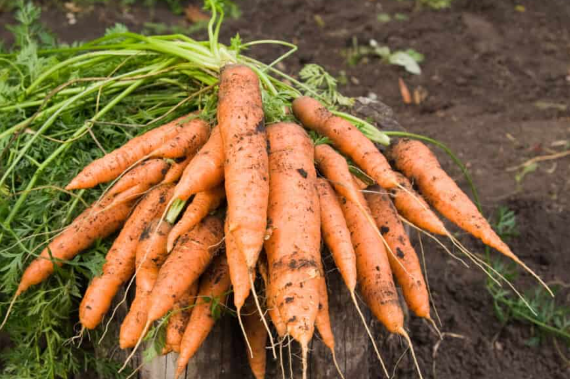Cultivarea morcovului în grădină