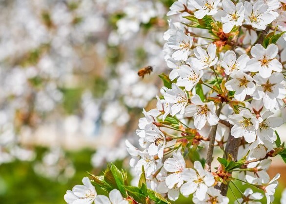 polenizare biotică în livadă