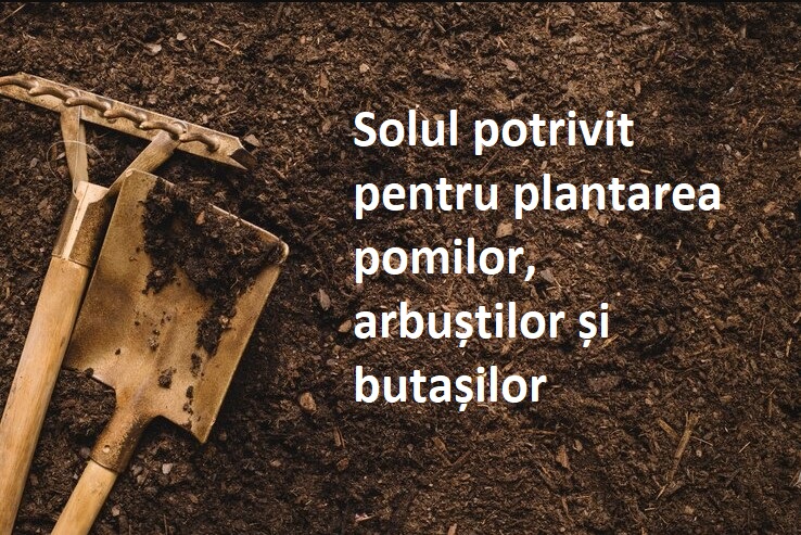 Sol potrivit pentru plantarea pomilor