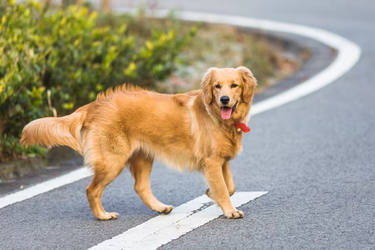 golden retriever adult