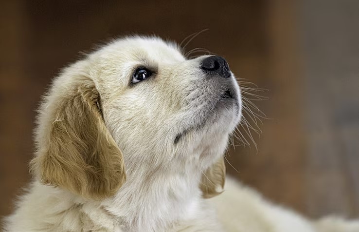 golden retriever pui