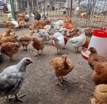 albastru de metilen în apa puilor