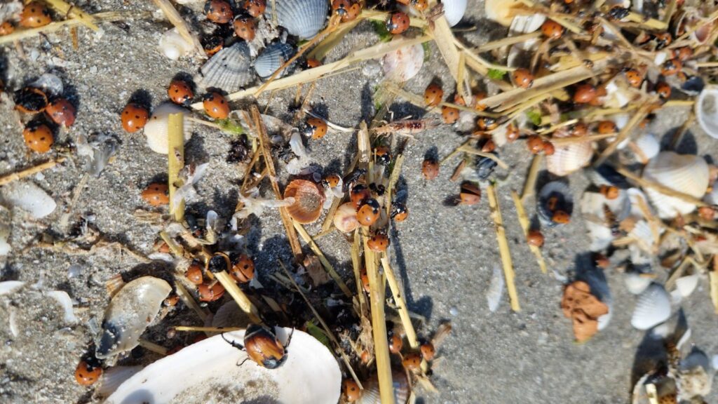 invazia buburuzelor