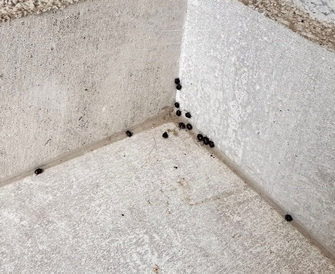 gărgărițe negre