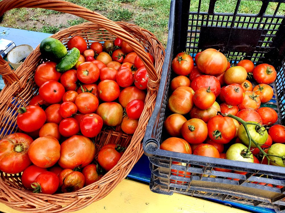 cicatrizarea fructului tomatelor