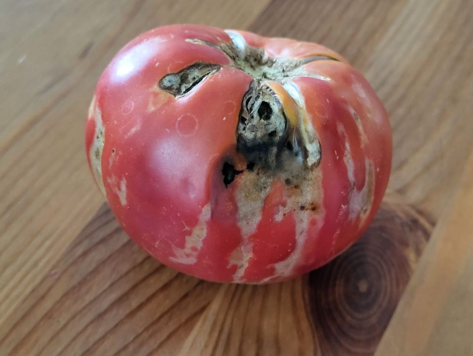 virusuri care pot afecta tomatele
