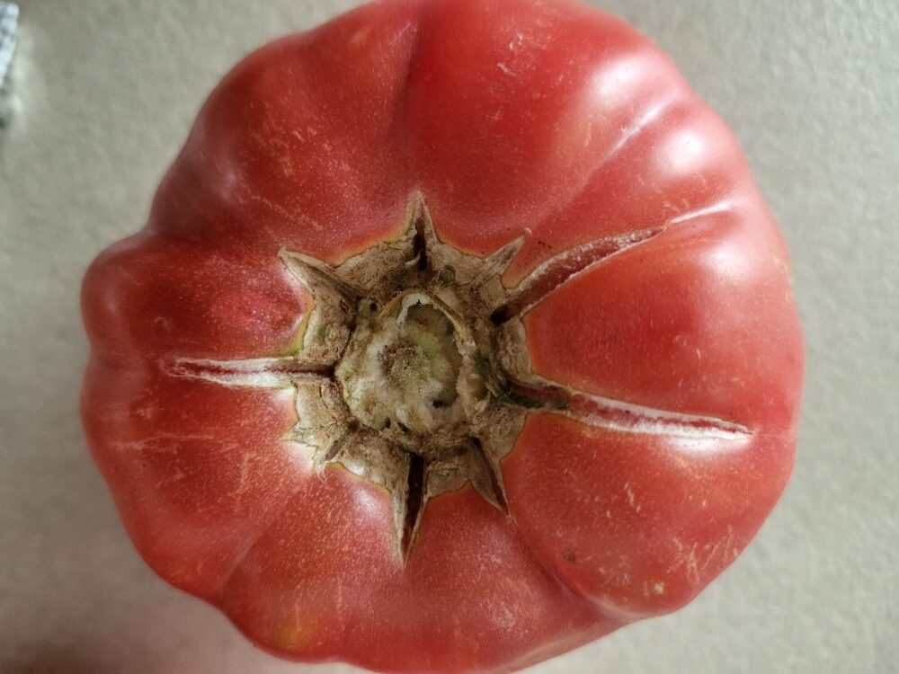 Cicatrizarea fructului tomatelor