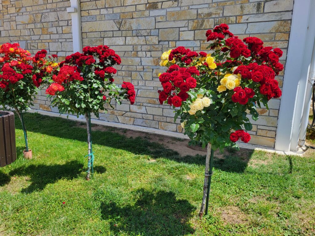 altoirea trandafirilor pomișor