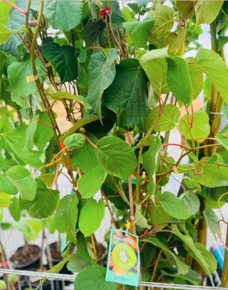cum se plantează kiwi