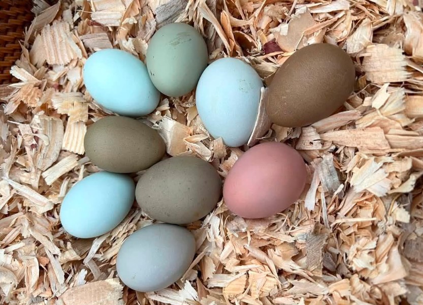 ouă colorate de găină