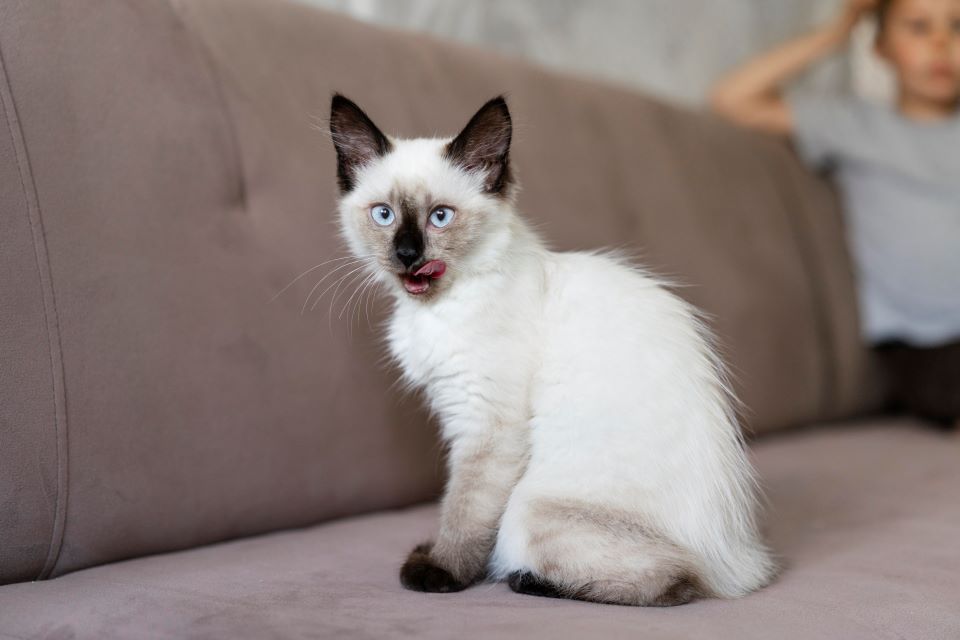 rasa de pisica Ragdoll