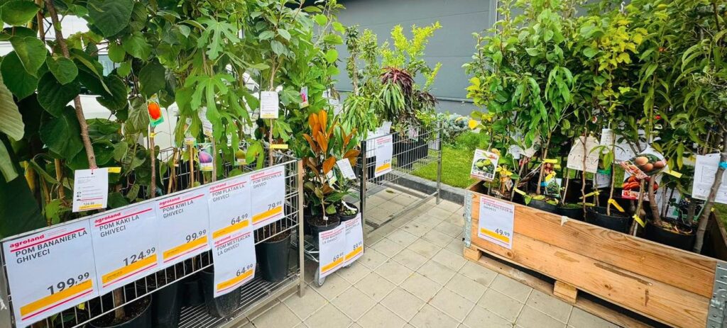 pomi fructiferi exotici aclimatizați