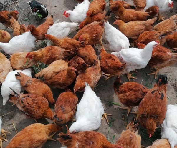 Puicuțe ouătoare de 16 săptămâni