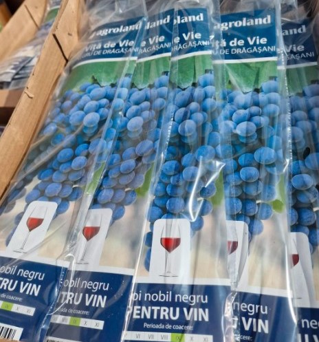 struguri Negru de Drăgășani