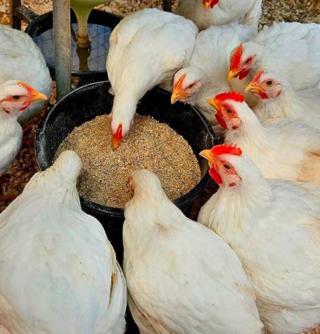 drojdie de bere în furaj